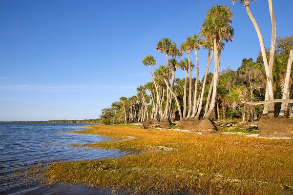 Jones, Adam 아티스트의 Sable palm tree trunks along shoreline of Harney Lake at sunset-Florida작품입니다.
